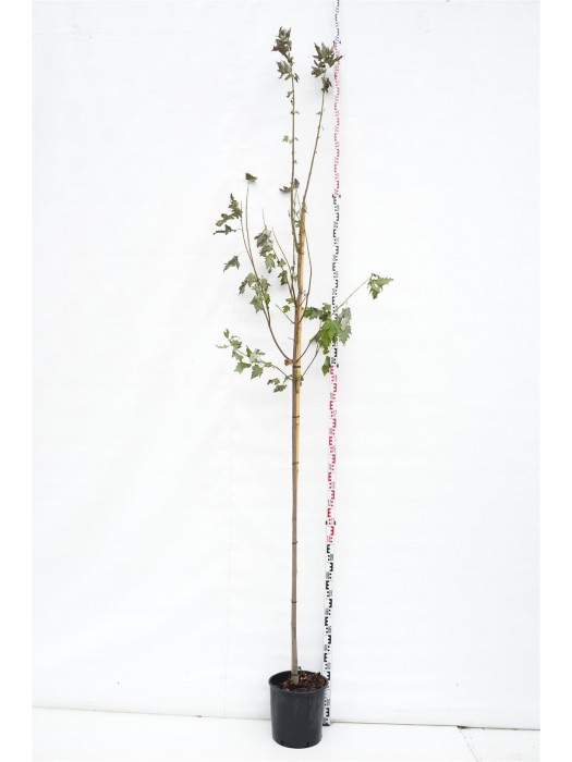Klevas raudonasis (Lot Acer rubrum) 'Somerset' C18 KOTO APIMTIS 6-8 CM-KLEVAI-MEDŽIAI