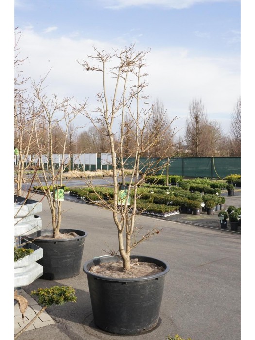 Geltonasis klevas (Lot Acer shirasawanum) 'Aureum' C230 200-250 CM FORMUOTAS-KLEVAI-MEDŽIAI