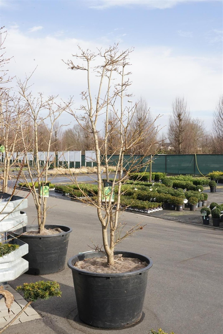 Geltonasis klevas (Lot Acer shirasawanum) 'Aureum' C230 200-250 CM FORMUOTAS-KLEVAI-MEDŽIAI