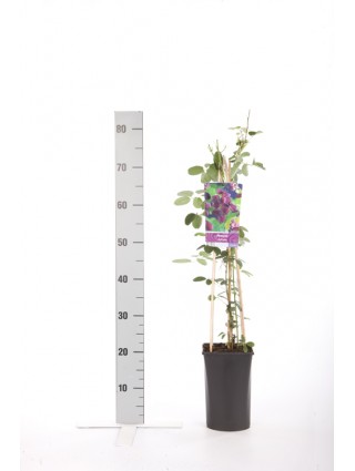 Penkiaskiautė akebija (Lot Akebia quinata) C2,5 70 CM 4 ST(SP)-AKEBIJA PENKIASKIAUTĖ-VAISMEDŽIAI - VAISKRŪMIAI