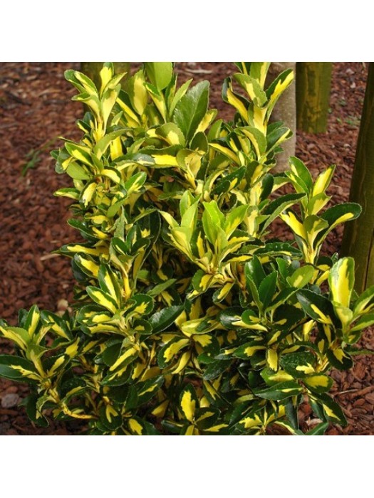 Japoninis Ožekšnis (Lot Euonymus Japonicus) "AUREOPICTUS" C12-OŽEKŠNIAI-KRŪMAI