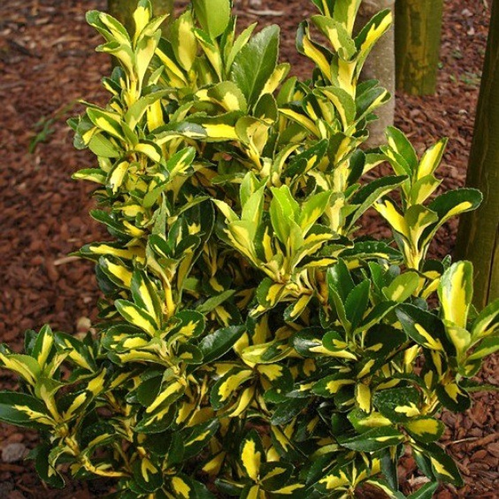 Japoninis Ožekšnis (Lot Euonymus Japonicus) "AUREOPICTUS" C12-OŽEKŠNIAI-KRŪMAI
