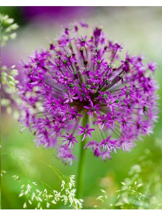 Dekoratyvinis česnakas (Lot Allium afl.) 'Purple Sensation' SVOGŪNĖLIAI MINIMALUS UŽSAKYMAS 5 PAKUOTĖS / 75