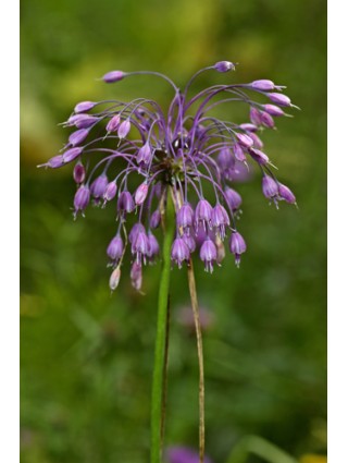 Lenktažiedis česnakas (Lot Allium cernuum) SVOGŪNĖLIAI PAKUOTĖ 100 VNT-DEKORATYVINIAI ČESNAKAI-SVOGŪNINĖS GĖLĖS