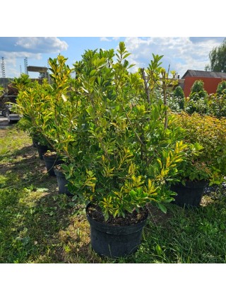 Japoninis Ožekšnis (Lot Euonymus Japonicus) "AUREOPICTUS" C12-OŽEKŠNIAI-KRŪMAI