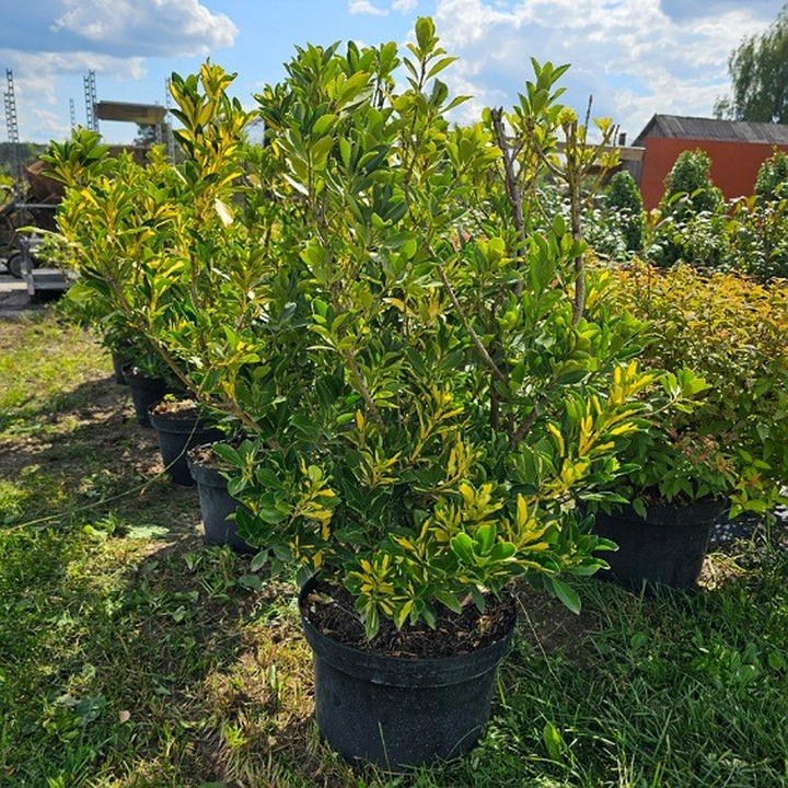 Japoninis Ožekšnis (Lot Euonymus Japonicus) "AUREOPICTUS" C12-OŽEKŠNIAI-KRŪMAI