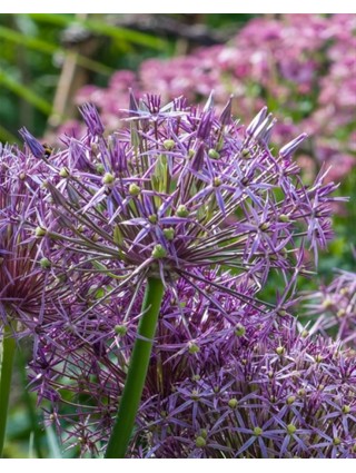 Standžiažiedis česnakas (Lot Allium christophii) SVOGŪNĖLIAI PAKUOTĖ 25 VNT-DEKORATYVINIAI ČESNAKAI-SVOGŪNINĖS GĖLĖS