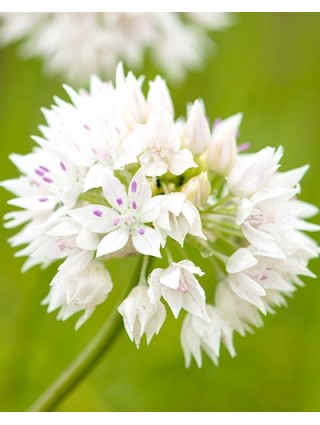 Dekoratyvinis česnakas (Lot Allium) 'Gracefull Beauty' SVOGŪNĖLIAI PAKUOTĖ 100 VNT-DEKORATYVINIAI ČESNAKAI-SVOGŪNINĖS