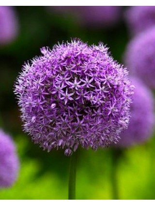 Dekoratyvinis česnakas (Lot Allium) 'Gladiator' SVOGŪNĖLIAI T MINIMALUS UŽSAKYMAS 5 PAKUOTĖS / 25 VNT-DEKORATYVINIAI