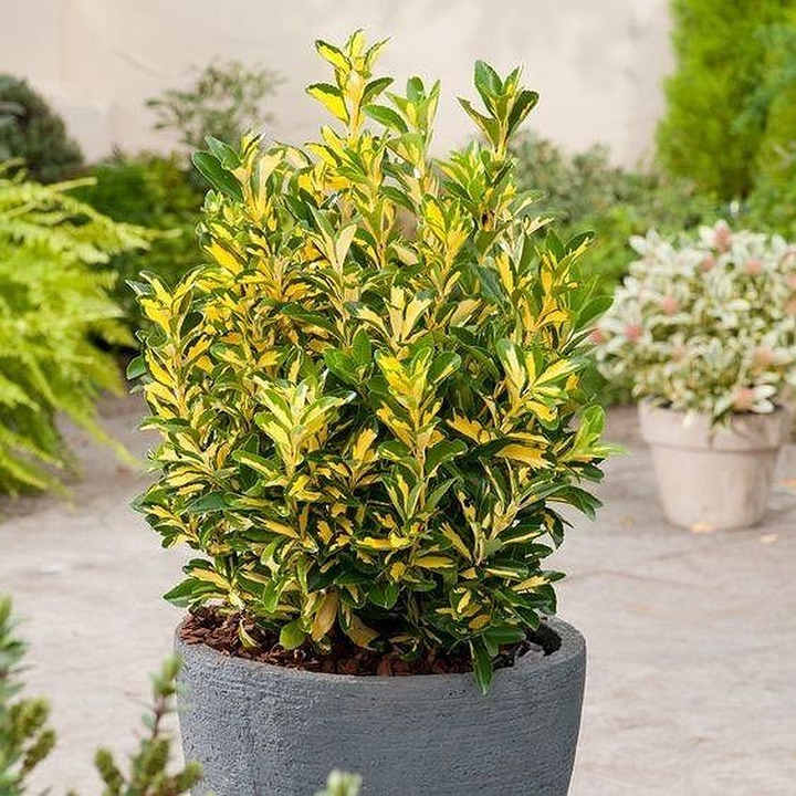 Japoninis Ožekšnis (Lot Euonymus Japonicus) "AUREOPICTUS" C12-OŽEKŠNIAI-KRŪMAI
