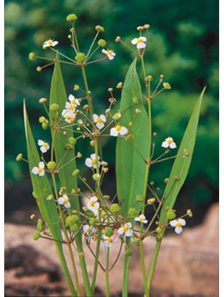 Dumblialaiškis lacentinis (Lot Alisma lanceolatum) P9-DUMBLIALAIŠKIAI-VANDENS IR PAKRANČIŲ AUGALAI