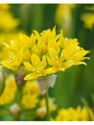 Auksažiedis česnakas (Lot Allium moly) SVOGŪNĖLIAI PAKUOTĖ 100 VNT-DEKORATYVINIAI ČESNAKAI-SVOGŪNINĖS GĖLĖS