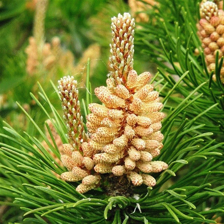 Pušis Kalnine (Lot. Pinus Mugo) "Mughus" C5 40-50CM-PUŠYS-SPYGLIUOČIAI