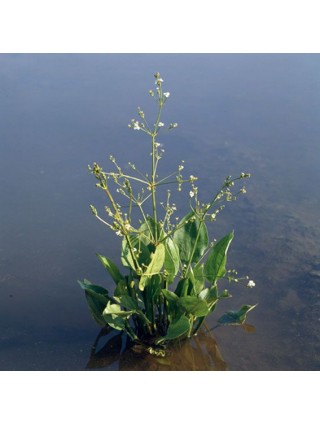 Gyslotinis dumblialaiškis (Lot Alisma plantago-aquatica) 18X18 CM-DUMBLIALAIŠKIAI-VANDENS IR PAKRANČIŲ AUGALAI