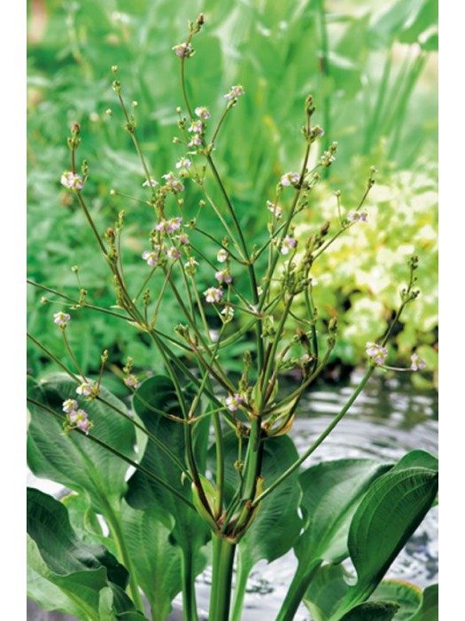 Alisma parviflorum (Lot Alisma parviflorum) P9-KITI-DAUGIAMETĖS GĖLĖS