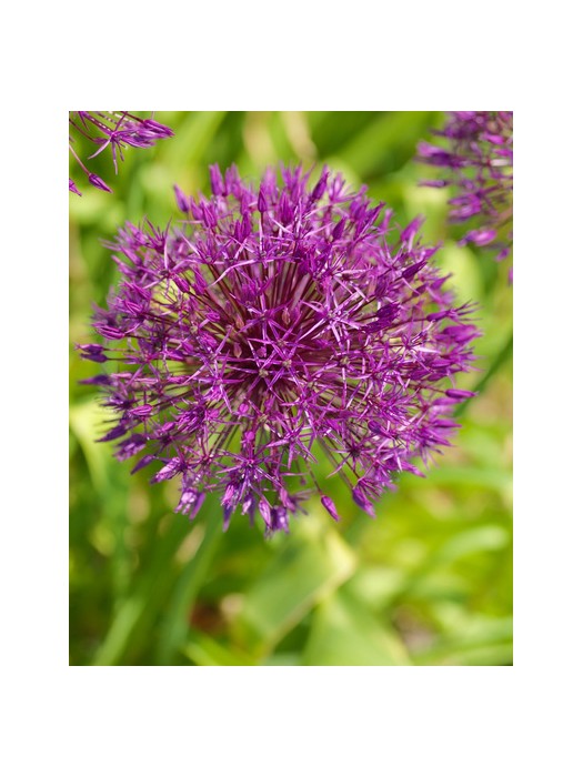 Dekoratyvinis česnakas (Lot Allium) 'Purple Rain' SVOGŪNĖLIAI PAKUOTĖ 100 VNT-DEKORATYVINIAI ČESNAKAI-SVOGŪNINĖS GĖLĖS