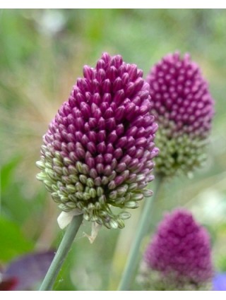 Česnakas kiaušininis (Lot Allium sphaerocephalon) SVOGŪNĖLIAI MINIMALUS UŽSAKYMAS 5 PAKUOTĖS / 500 VNT-DEKORATYVINIAI