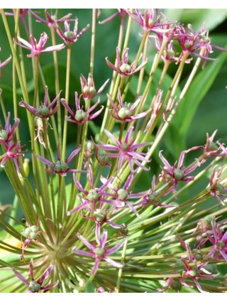 Dekoratyvinis česnakas (Lot Allium) 'Spider' SVOGŪNĖLIAI PAKUOTĖ 25 VNT-DEKORATYVINIAI ČESNAKAI-SVOGŪNINĖS GĖLĖS