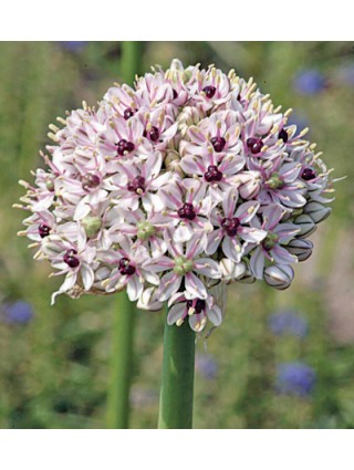 Dekoratyvinis česnakas (Lot Allium) 'Silver Spring' SVOGŪNĖLIAI PAKUOTĖ 25 VNT-DEKORATYVINIAI ČESNAKAI-SVOGŪNINĖS GĖLĖS