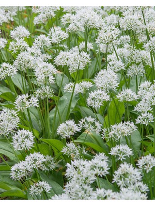 Meškinis česnakas (Lot Allium ursinum) SVOGŪNĖLIAI PAKUOTĖ 100 VNT-DEKORATYVINIAI ČESNAKAI-SVOGŪNINĖS GĖLĖS