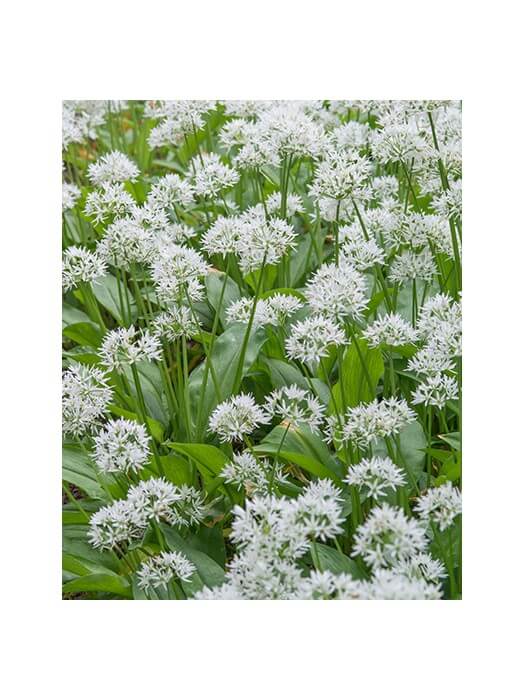 Meškinis česnakas (Lot Allium ursinum) SVOGŪNĖLIAI PAKUOTĖ 100 VNT-DEKORATYVINIAI ČESNAKAI-SVOGŪNINĖS GĖLĖS