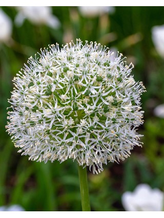 Dekoratyvinis česnakas (Lot Allium) 'White Giant' SVOGŪNĖLIAI PAKUOTĖ 25 VNT-DEKORATYVINIAI ČESNAKAI-SVOGŪNINĖS GĖLĖS