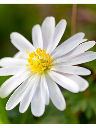 Malonioji plukė (Lot Anemone blanda) 'White Splendour'-PLUKĖS-SVOGŪNINĖS GĖLĖS