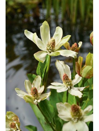 Yerba Mansa (Lot Anemopsis california) P9-YERBA MANSA-VANDENS IR PAKRANČIŲ AUGALAI