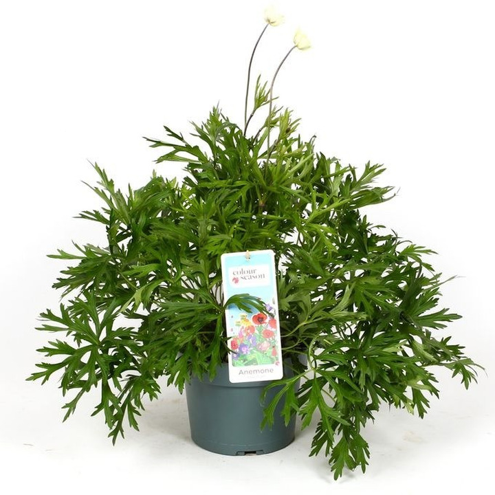 Plukė (Lot Anemone) 'Spring Beauty White' C3/P19-PLUKĖS-SVOGŪNINĖS GĖLĖS