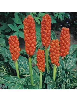 Italinis aronas (Lot Arum italicum) P9-ARONAS-SVOGŪNINĖS GĖLĖS