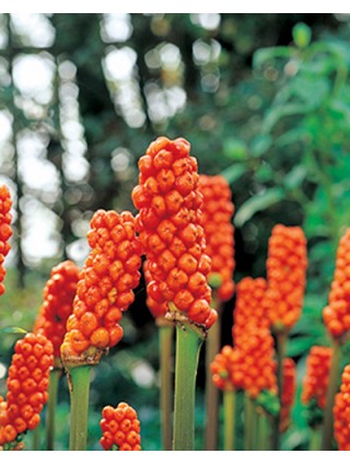 Italinis aronas (Lot Arum italicum) SVOGŪNĖLIAI PAKUOTĖ 100 VNT-ARONAS-SVOGŪNINĖS GĖLĖS