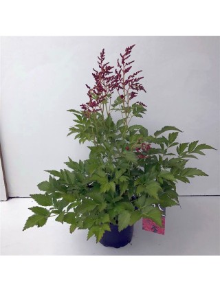 Astilbė rausva (Lot Astilbe pink) C2/P17-ASTILBĖS-DAUGIAMETĖS GĖLĖS