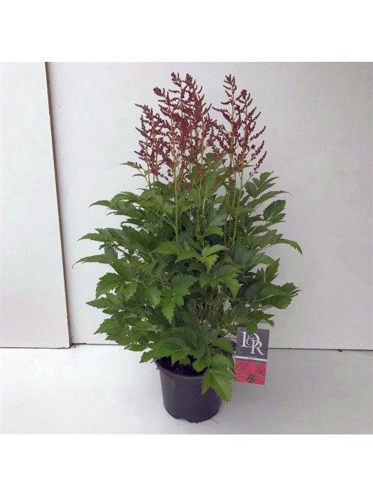 Astilbė rausva (Lot Astilbe pink) C3/P19-ASTILBĖS-DAUGIAMETĖS GĖLĖS