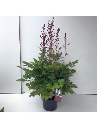 Astilbe Red (Lot Astilbe Red) C3/P19-ASTILBĖS-DAUGIAMETĖS GĖLĖS