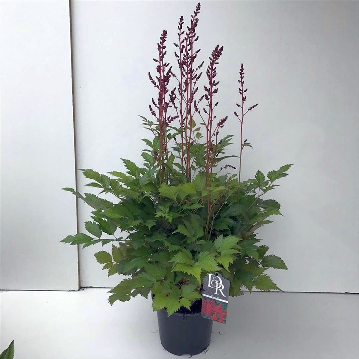 Astilbe Red (Lot Astilbe Red) C3/P19-ASTILBĖS-DAUGIAMETĖS GĖLĖS