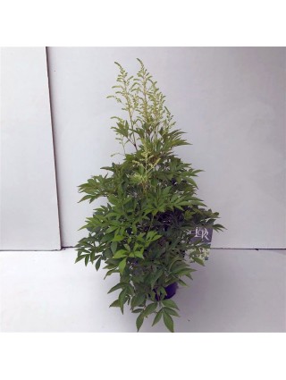 Astilbė balta (Lot Astilbe white) C3/P19-ASTILBĖS-DAUGIAMETĖS GĖLĖS