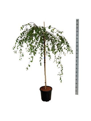 Beržas karpotasis (Lot Betula p.) 'Youngii' C15 KOTAS 120 CM-BERŽAI-MEDŽIAI