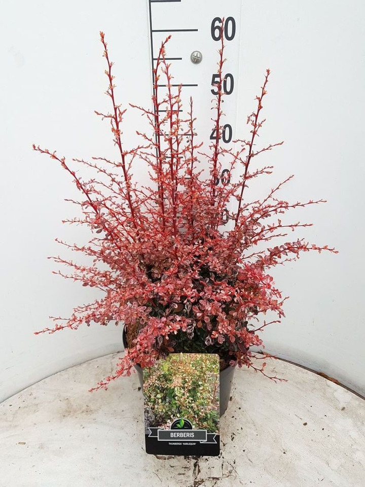 Tunbergo raugerškis (Lot Berberis thunb.) 'Harlequin' C10 40-50 CM-RAUGERŠKIAI-KRŪMAI