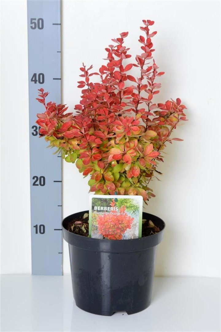 Tunbergo raugerškis (Lot Berberis thunb.) 'Orange Ice' C3/P19 20-30 CM-RAUGERŠKIAI-KRŪMAI