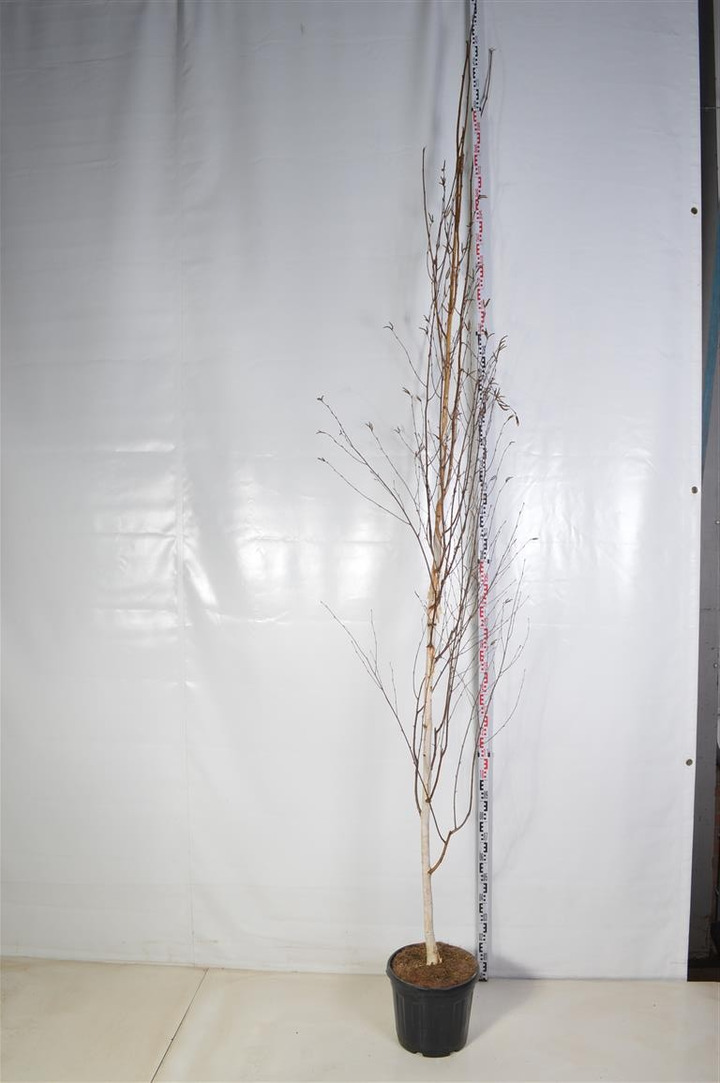 Beržas himalajinis jacquemontii (Lot Betula ut. jacquemontii) C30 KOTO APIMTIS 10-12 CM-BERŽAI-MEDŽIAI