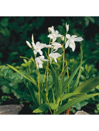 Hiacinto orchidėja (Lot Bletilla striata) 'Alba' P9-HIACINTAI-SVOGŪNINĖS GĖLĖS