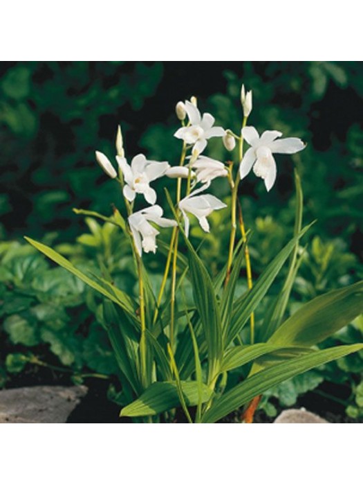 Hiacinto orchidėja (Lot Bletilla striata) 'Alba' P9-HIACINTAI-SVOGŪNINĖS GĖLĖS