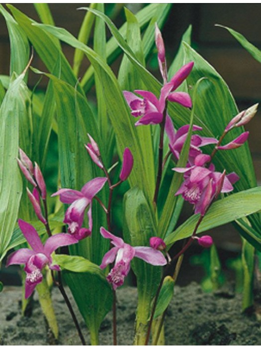 Hiacinto orchidėja (Lot Bletilla striata) P9-HIACINTAI-SVOGŪNINĖS GĖLĖS