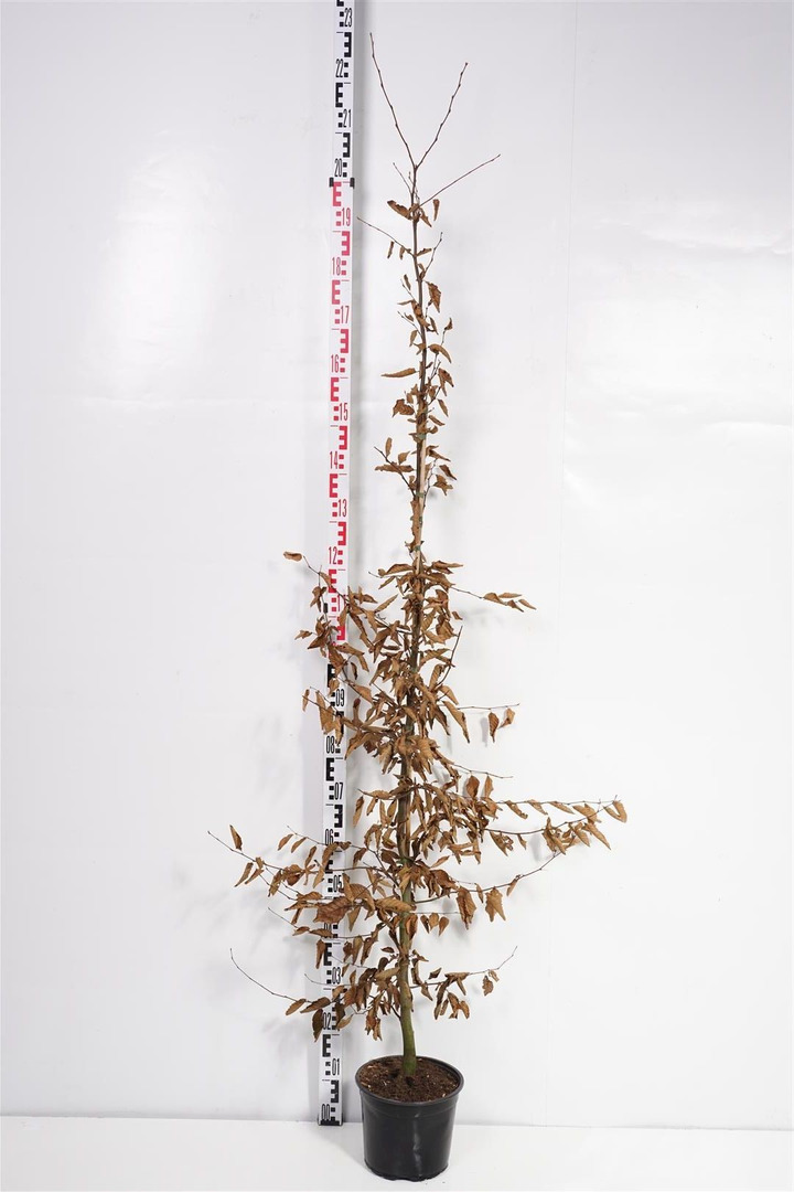 Skroblas paprastasis (Lot Carpinus betulus) C7,5/P26 175-200 CM-SKROBLAI-MEDŽIAI