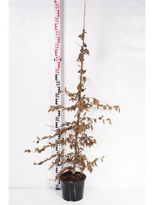 Skroblas paprastasis (Lot Carpinus betulus) C5/P23 100-125 CM-SKROBLAI-MEDŽIAI