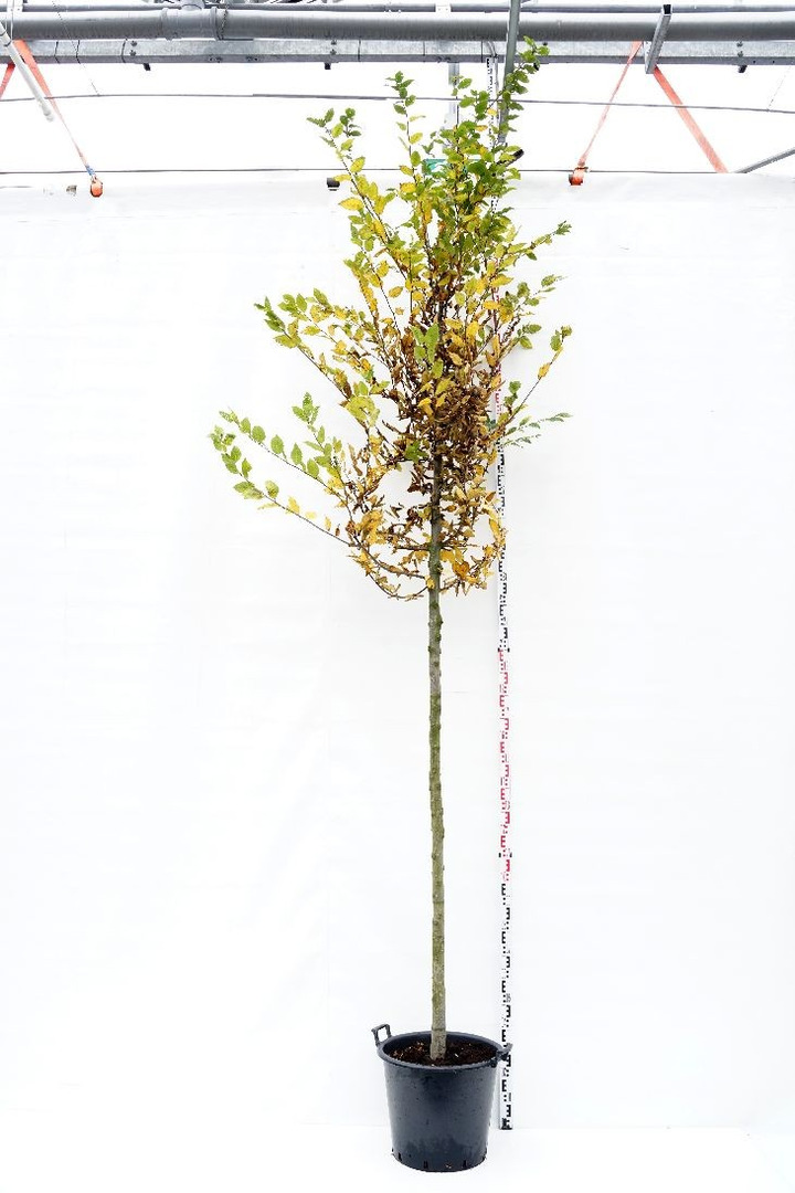 Skroblas paprastasis (Lot Carpinus betulus) C50 KOTAS 200 CM-SKROBLAI-MEDŽIAI