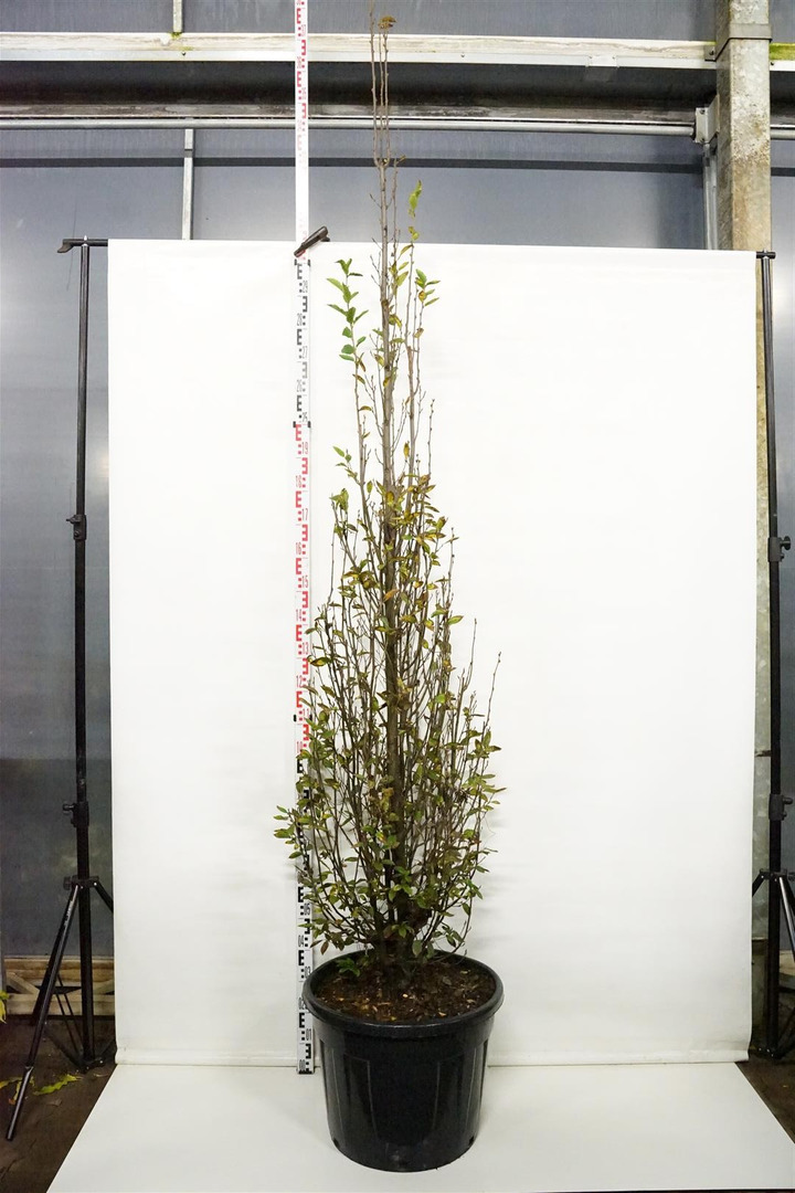 Skroblas paprastasis (Lot Carpinus bet.) 'Fastigiata' C70 250-300CM-SKROBLAI-MEDŽIAI