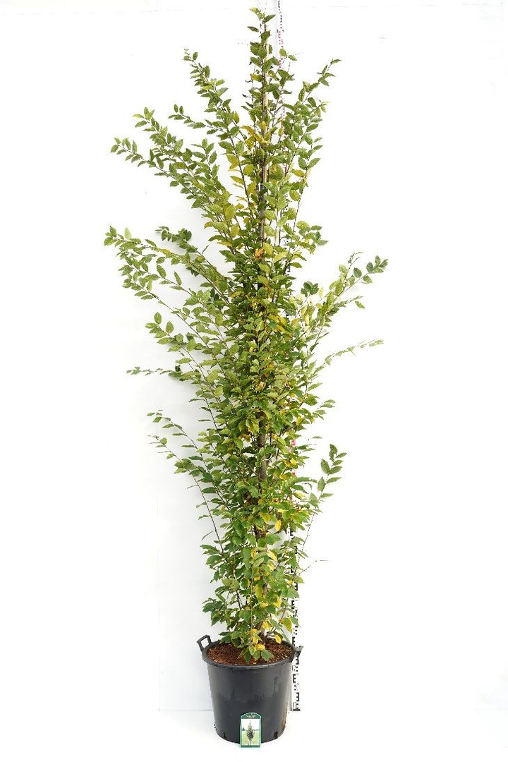 Skroblas paprastasis (Lot Carpinus bet.) 'Fastigiata' C50 KOTO APIMTIS 12-14 CM-SKROBLAI-MEDŽIAI