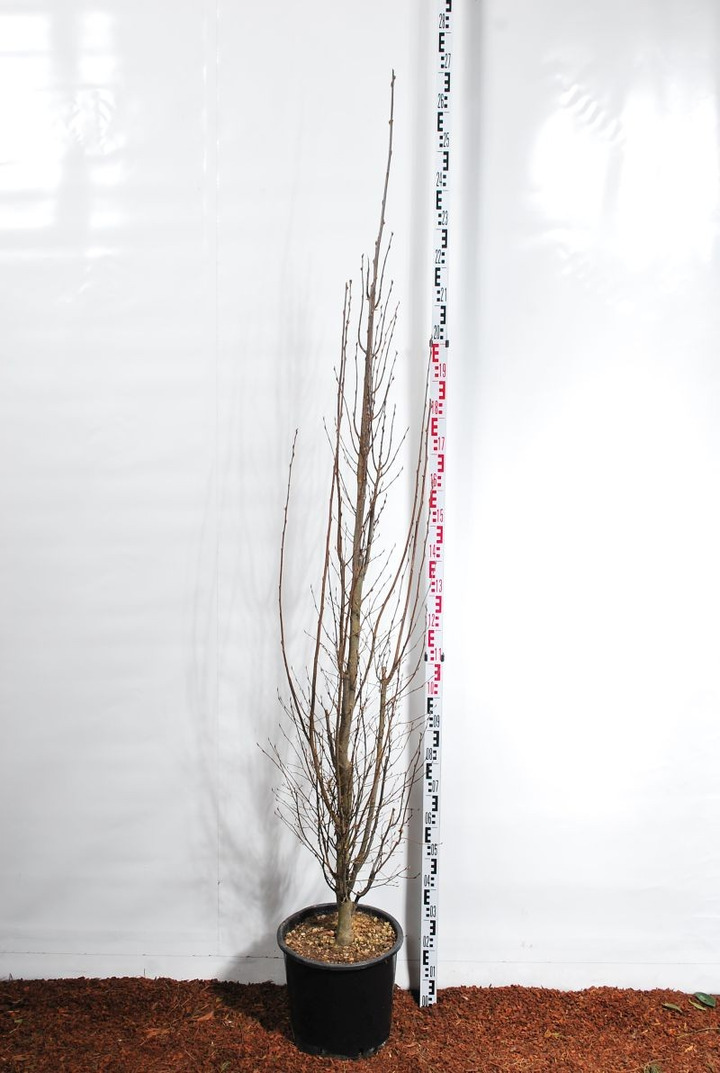 Skroblas paprastasis (Lot Carpinus bet.) 'Fastigiata' C30 200-250 CM-SKROBLAI-MEDŽIAI