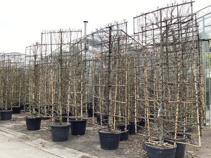 Skroblas paprastasis (espalier) (Lot Carpinus betulus (espalier)) C150 120WX300H-SKROBLAI-MEDŽIAI